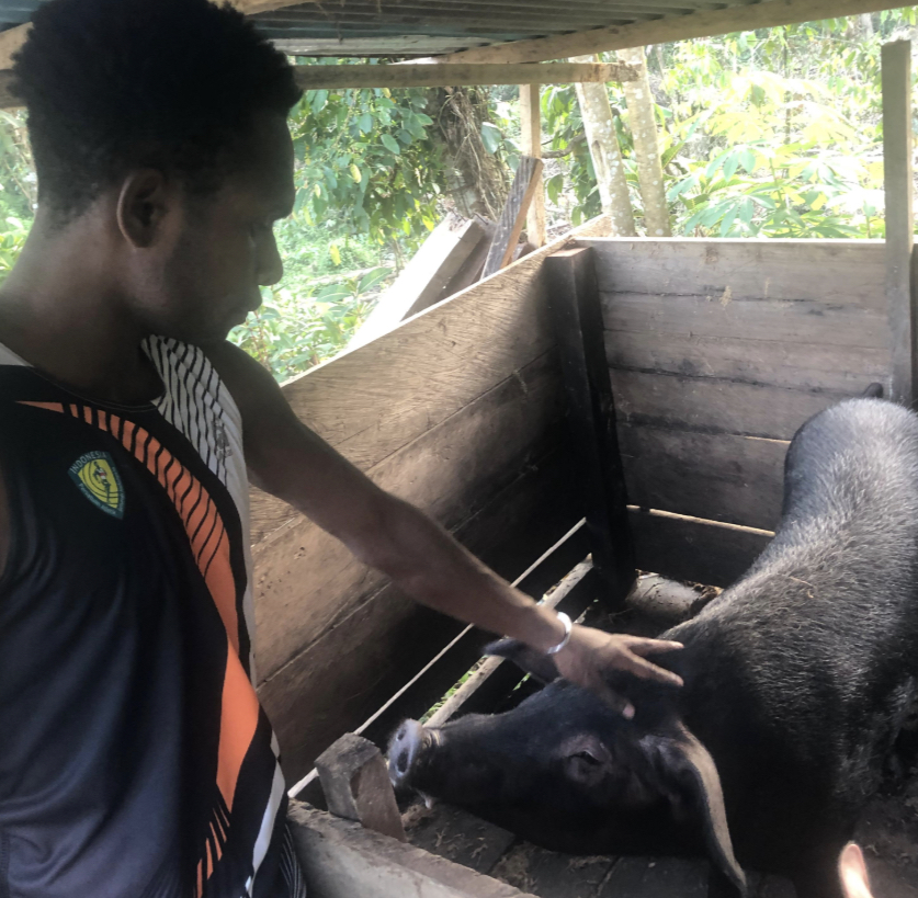 Pemerintah Pusat Berikan Bantuan Ternak Babi Kepada Timotius Samin Kepala Suku Besar Kamoro1